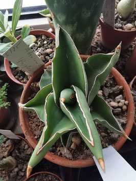 Sansevieria powysii