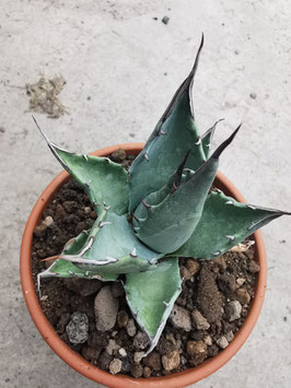 Agave parrasana "Broad Leafs"