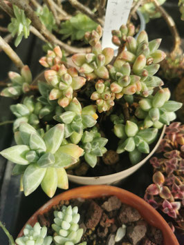 Pachyphytum compactum