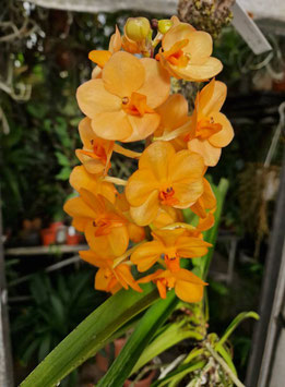 Vanda-Hybride "mittelgroß-orange"