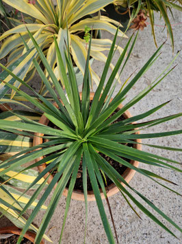 Yucca (Hesperoyucca) whipplei