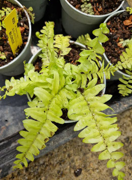 Nephrolepis exaltata "Blonde"