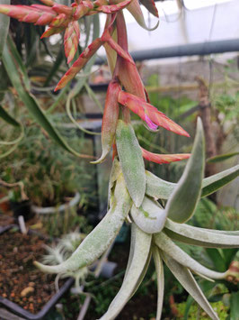Tillandsia latifolia var. leucophylla