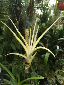 Tillandsia lotteae