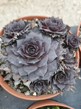Sempervivum "Leopold-Hybride" -Black-