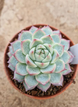 Echeveria "Apus"