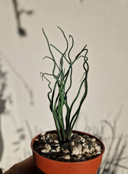 Bulbine torta