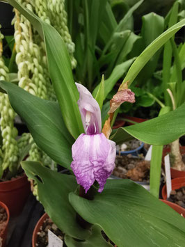 Roscoea purpurea "Cinnamon Stick"