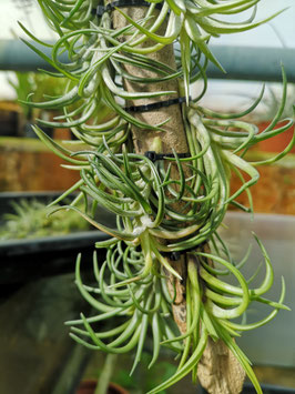 Tillandsia neglecta