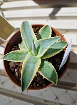 Agave "Cornelius"