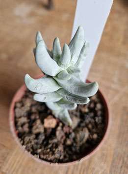 Crassula cornuta