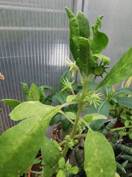 Dorstenia hildebrandtii