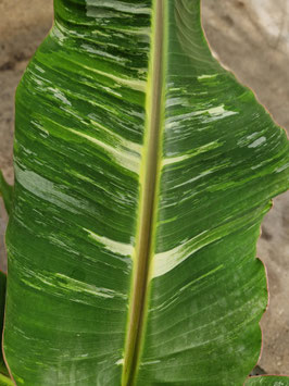 Musa "Nam Wah Khom Dang" variegata