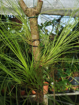 Tillandsia nolleriana