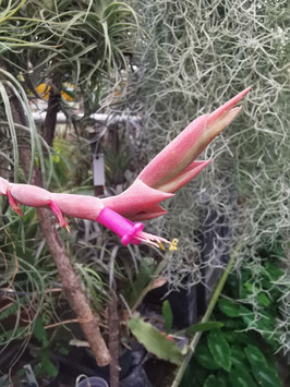 Tillandsia paraensis
