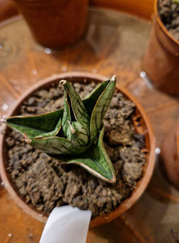 Sansevieria "Mini Rose"