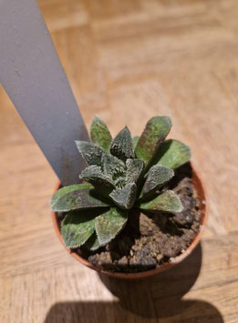 Haworthia "Chocolate"