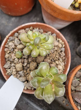 Anacampseros namaquensis