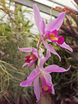 Laelia anceps