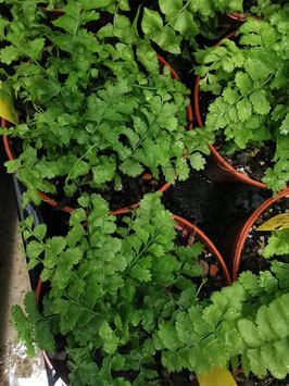 Nephrolepis exaltata "Pom Pom"