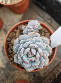 Echeveria "Star Orange"