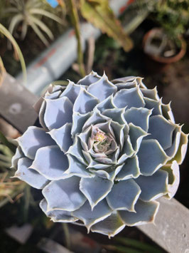 Echeveria simulans "Galeana"