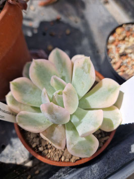 Echeveria runyoni variegata