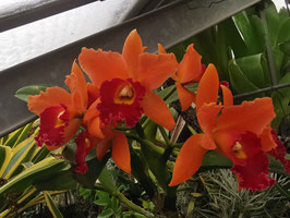 Cattleya Hybride "Orange-rot"