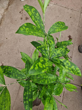 Dracaena surculosa