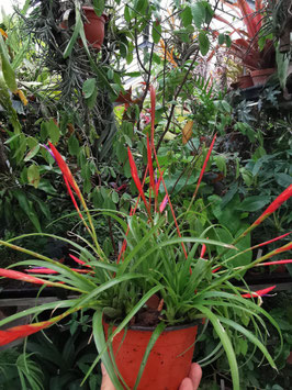 Tillandsia flabellata