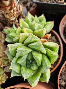 Haworthia cymbiformis var. umbraticola