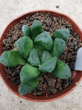 Haworthia maughanii Hybrid