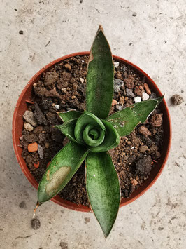 Sansevieria "Dancing "Queen"