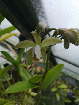 Cattleya forbesii