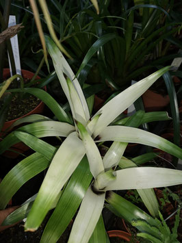 Vriesea erytrhodactylon variegata