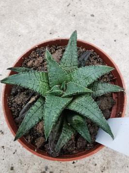 Haworthia koelmaniorum "Dragon King"