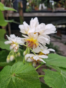 Sparmannia africana