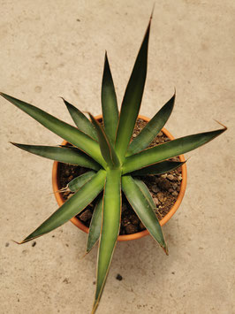 Agave ocahui var. longifolia