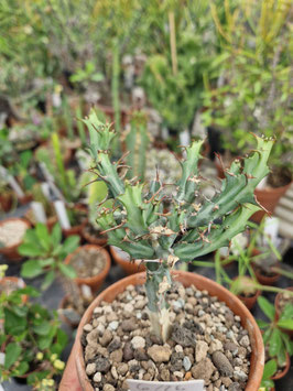 Euphorbia meridionalis
