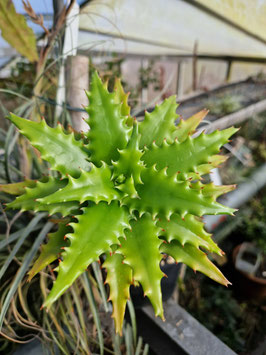 Aloe congolensis