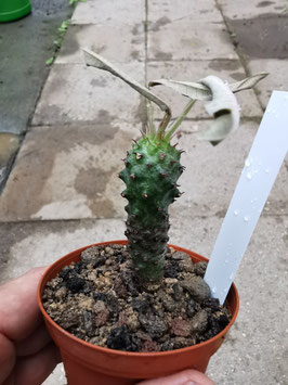 Euphorbia pachypodioides