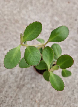 Kalanchoe rebmannii