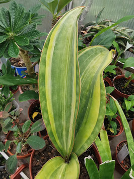 Sansevieria masoniana variegata