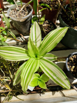 Callisia fragrans "Melnikoff"