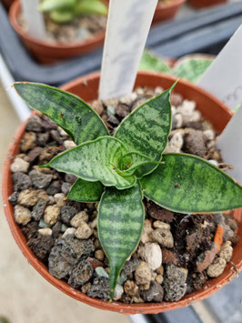 Sansevieria "Sweet Celery"