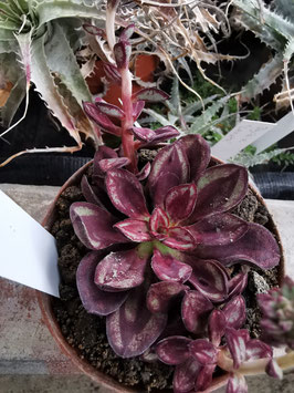 Echeveria "Maruba Benitsukasa"