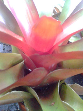 Nidularium innocentii red