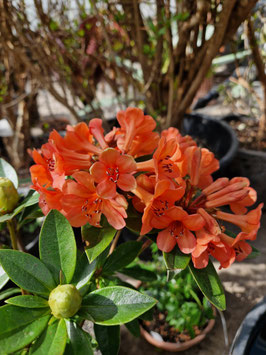 Vireya (Rhododendron) "Hendrick´s Ker"