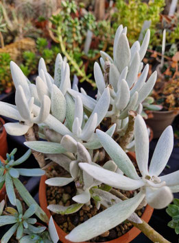 Senecio (Caputia) tomentosa