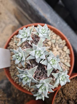 Dudleya greenei cv. "White Sprite Gnoma"